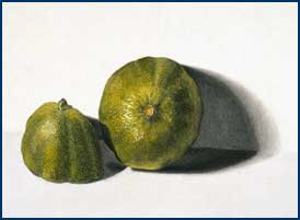 "Limes" by Andrew Swift, Class of 1999, rendered in colored pencil.