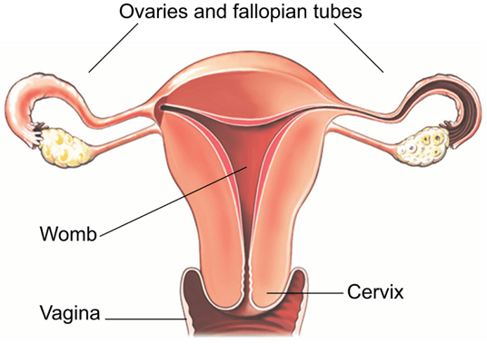 anatomy of a uters: Ovaries and fallopian tubes, womb, cervix and vagina