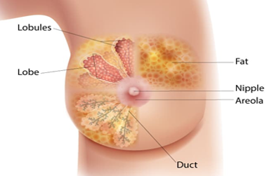 anatomy of the breast image listing the parts: lobules, lobe, fat, nipple, areola and duct