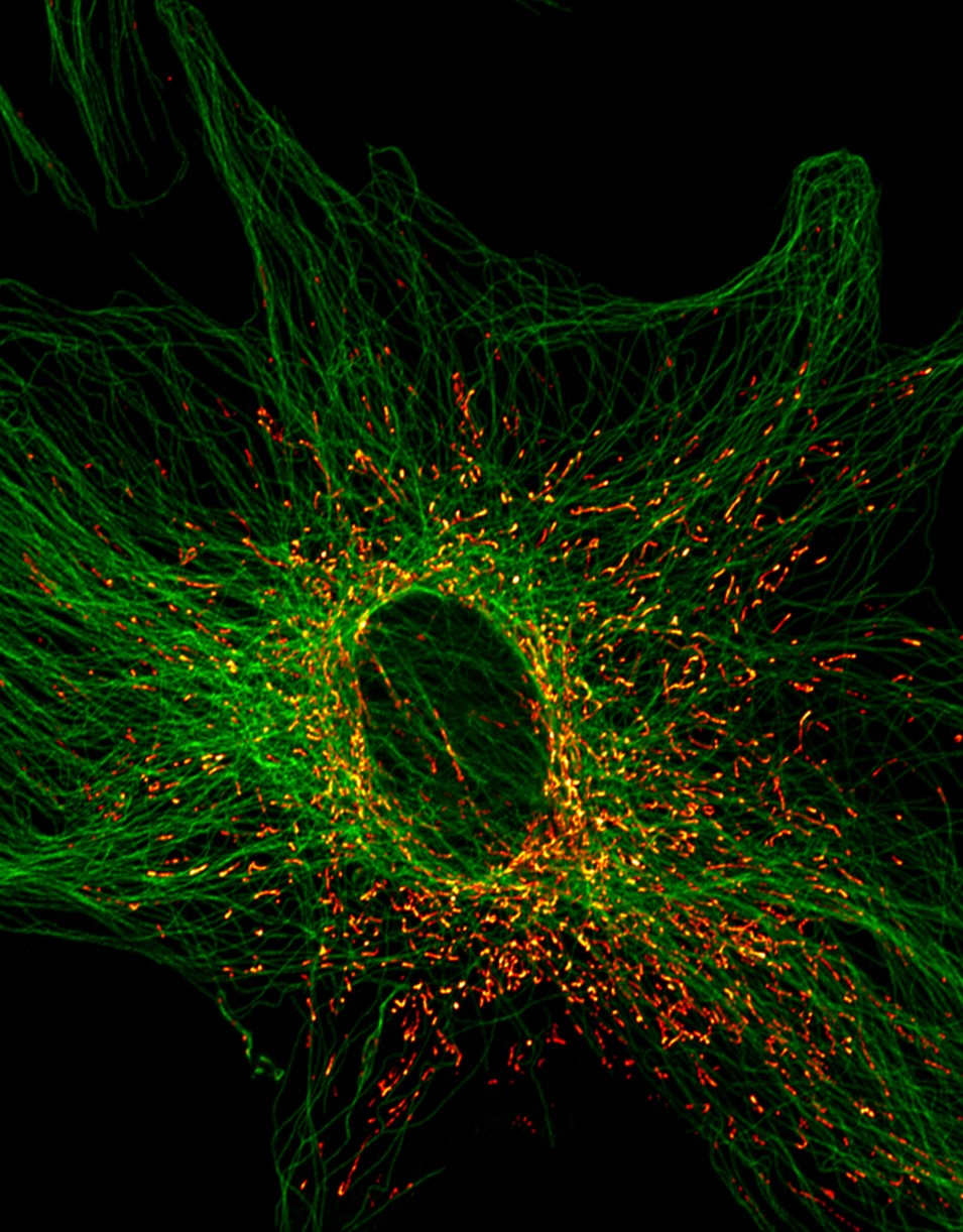 cell core image