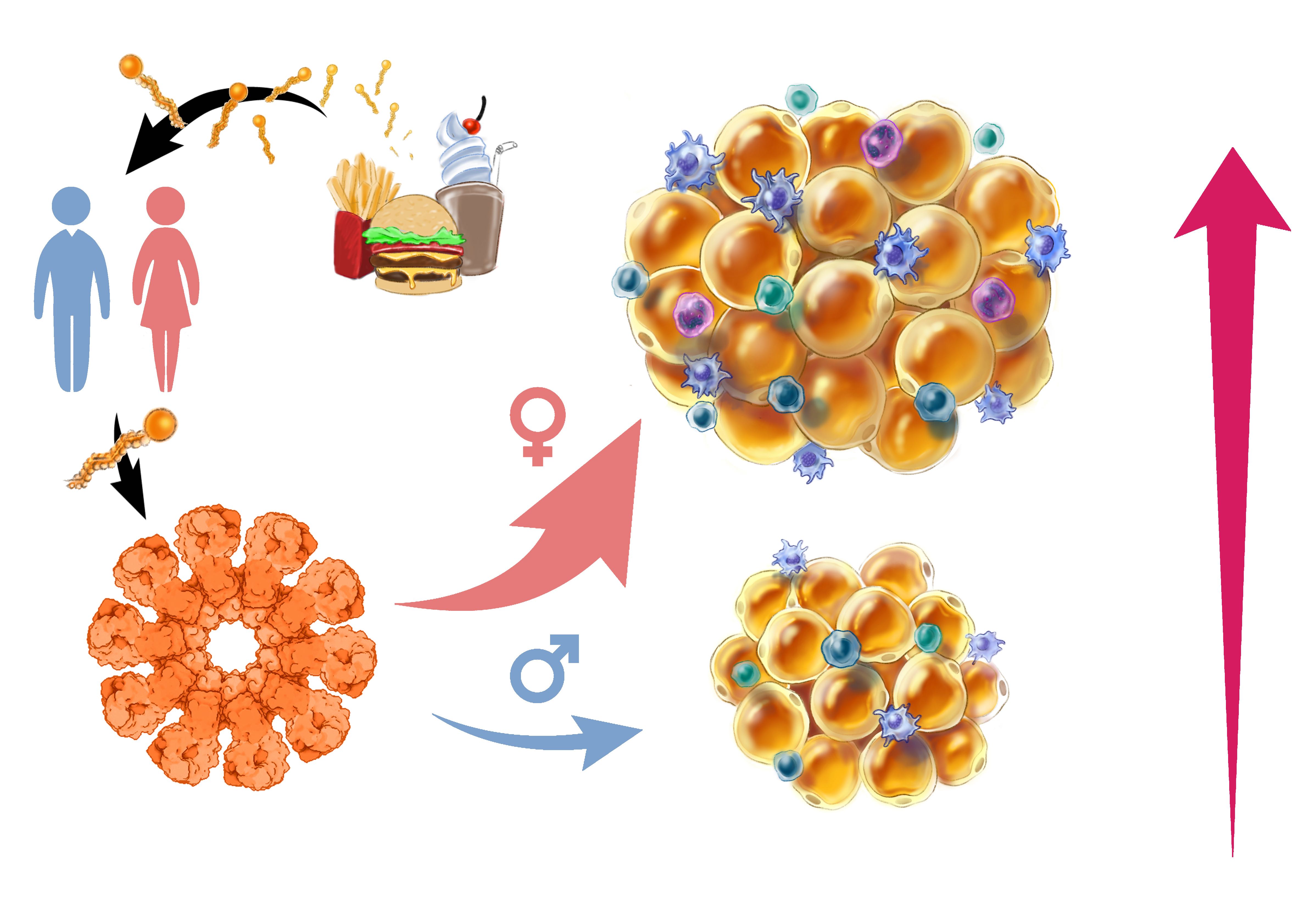 graphic of fat cells