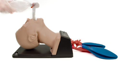 Airway Trainer by Air Sim Advance-Bronchi X Adult Airway Trainer