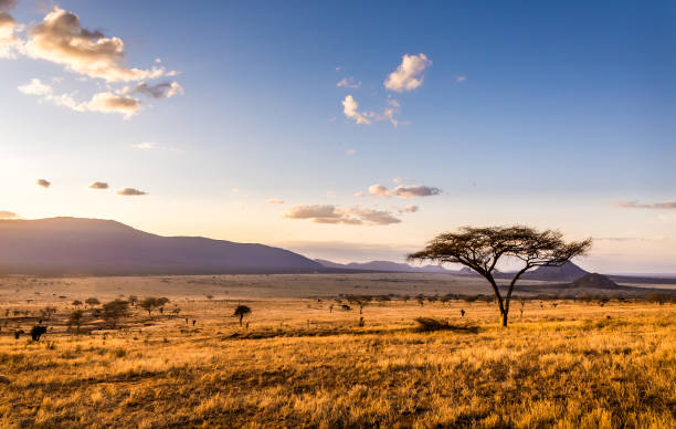 sunsetting against an open field